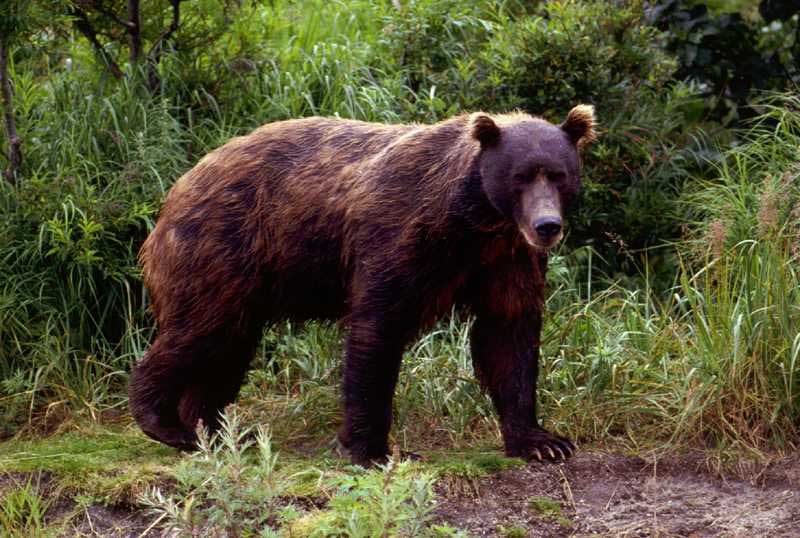040714_Brown-bear-Daily_Scandinavian