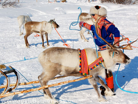 040714_reindeer-sami_Daily_Scandinavian