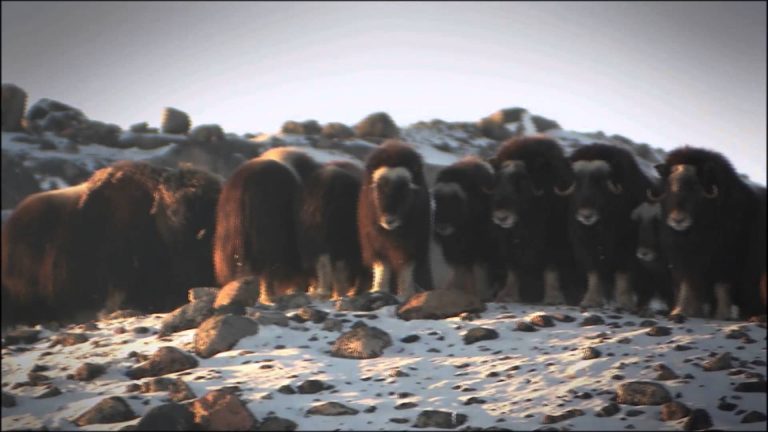 Scandinavian Wildlife