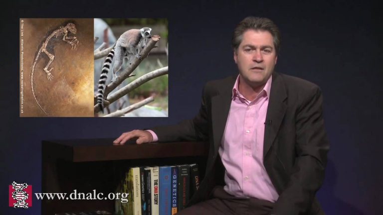 Ida – The Oldest Complete Primate Skeleton In The World