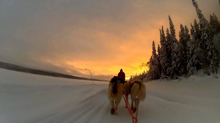 Dog Sled Vacations in Sweden