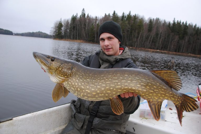 Scandinavian pike