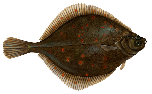 Scandinavian flatfish