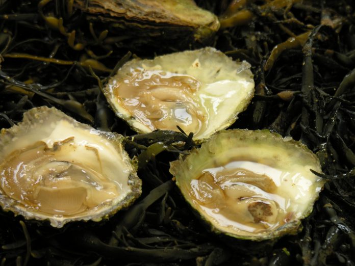 World's Best Oyster – A Wild Swedish Delicacy