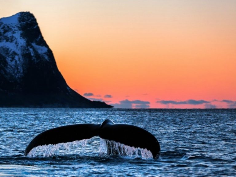 Norway – The Kingdom of Whales