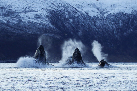 Norway – The Kingdom of Whales
