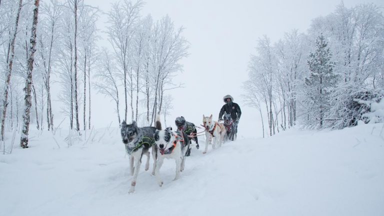 Snowshoeing and Dogsledding Adventure in Norway