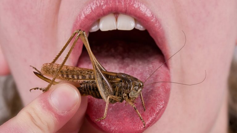 Book from Scandinavia: On Eating Insects