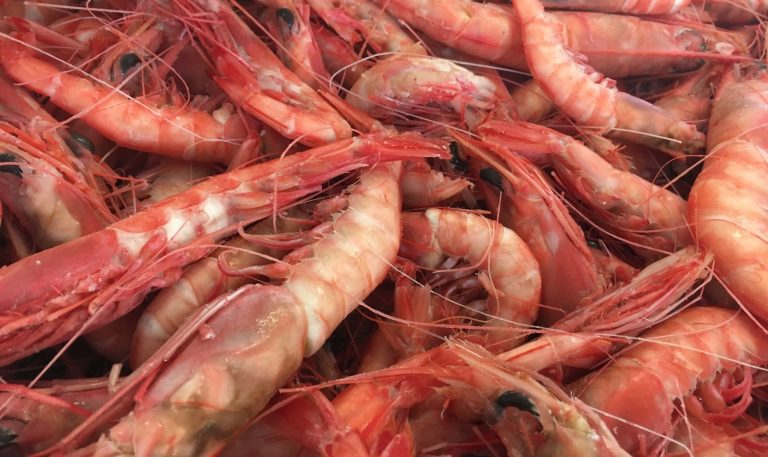 Norwegian Deepwater Prawns