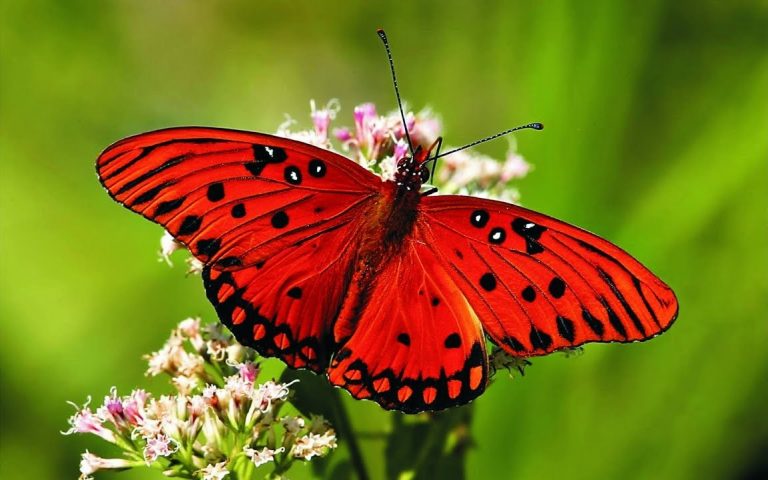 The Decline of Butterflies in Scandinavia