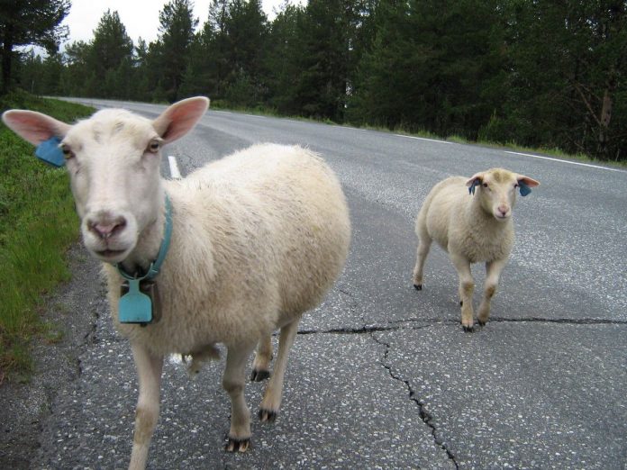 Scandinavian Lamb & Mutton