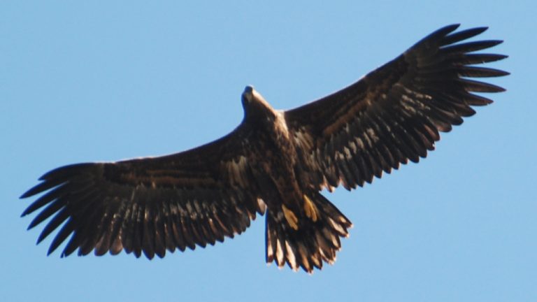 Watch the Majestic Sea Eagles in Norway