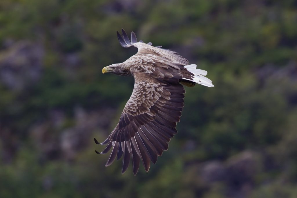 Watch the Majestic Sea Eagles in Norway