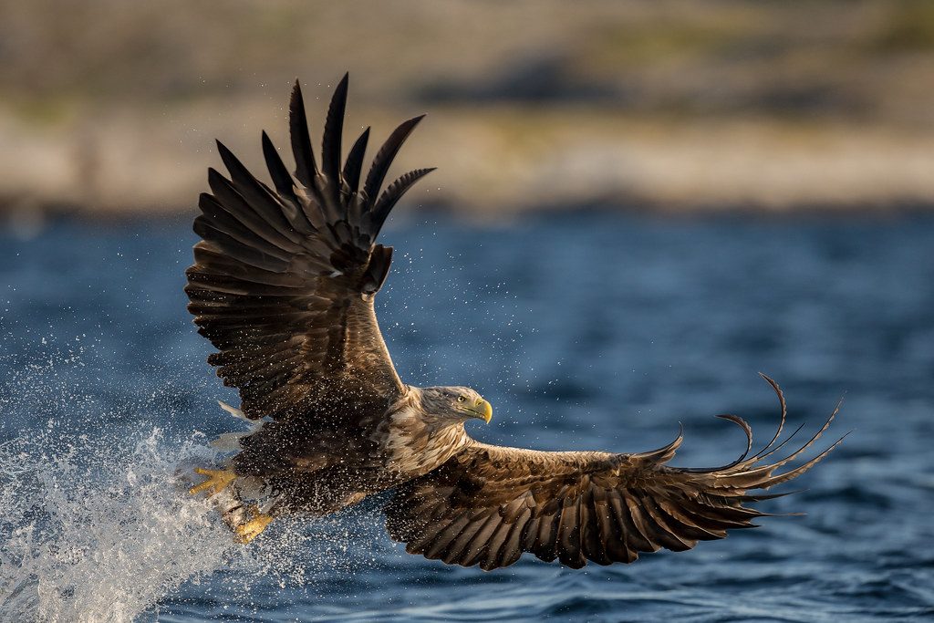 Watch the Majestic Sea Eagles in Norway
