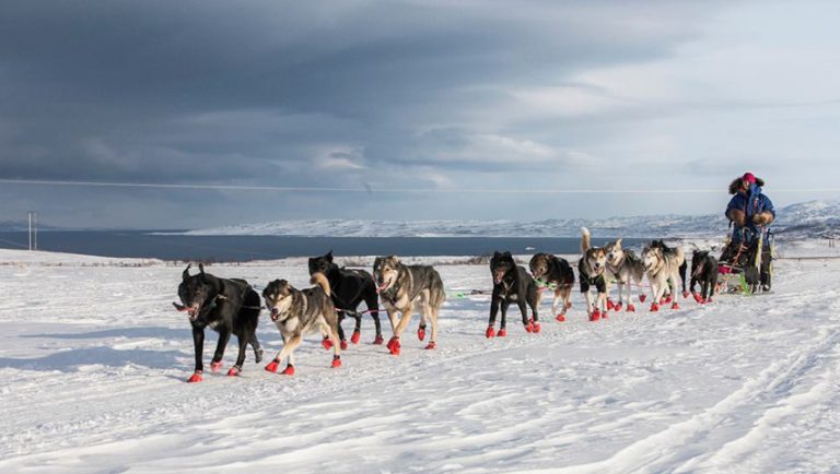The Longest Dog Sled Race in Europe Takes Place in Norway