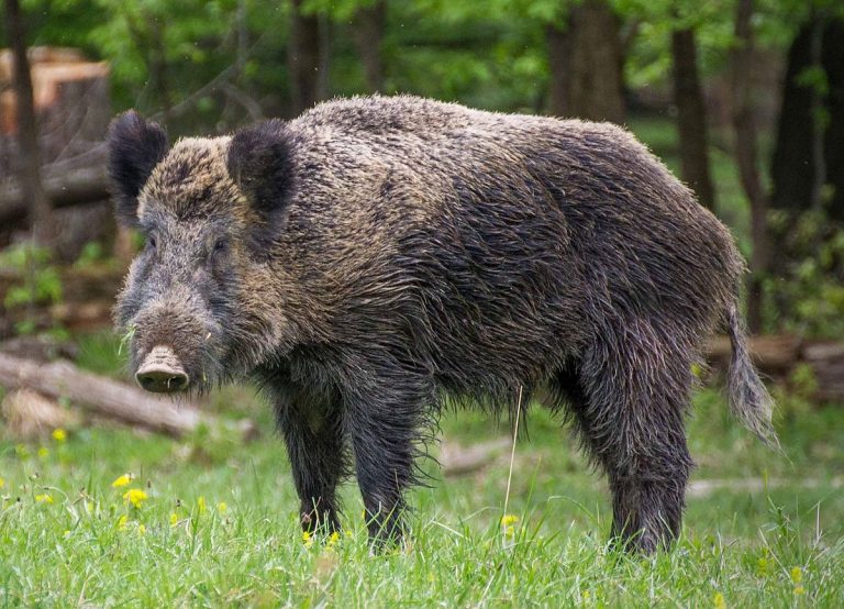 Wild Boar in Scandinavia