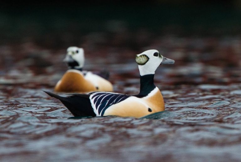Scandinavian Wildfowl