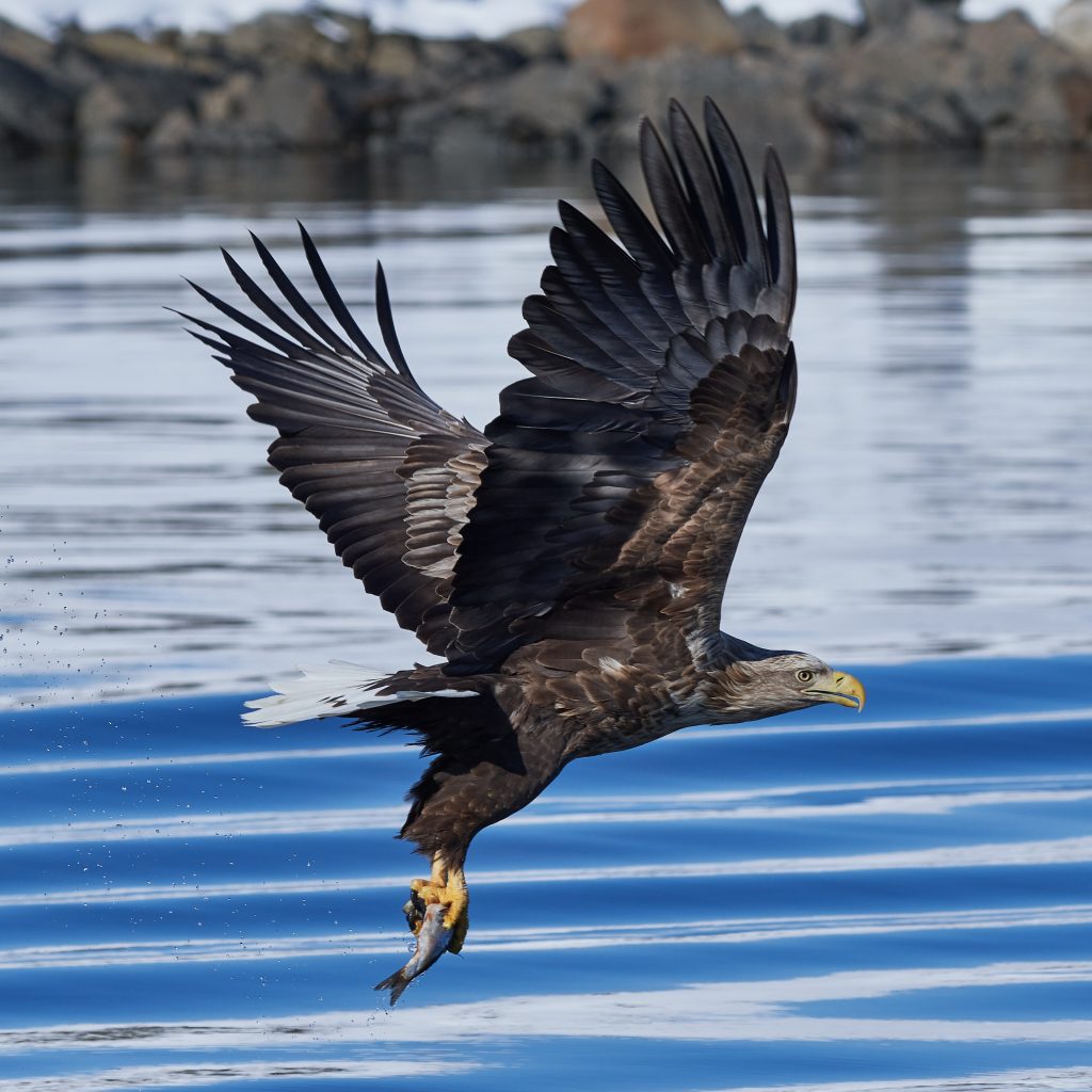 Norwegian Sea Eagles Make Success in Ireland
