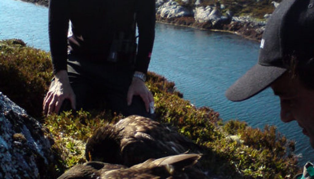 Norwegian Sea Eagles Make Success in Ireland