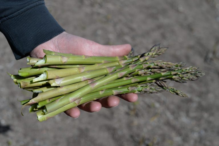 Scandinavian Asparagus