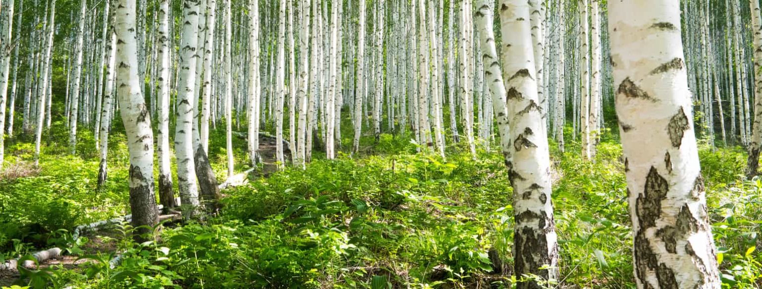 How to Clean Your Scandinavian Birch Wood Furniture Daily Scandinavian