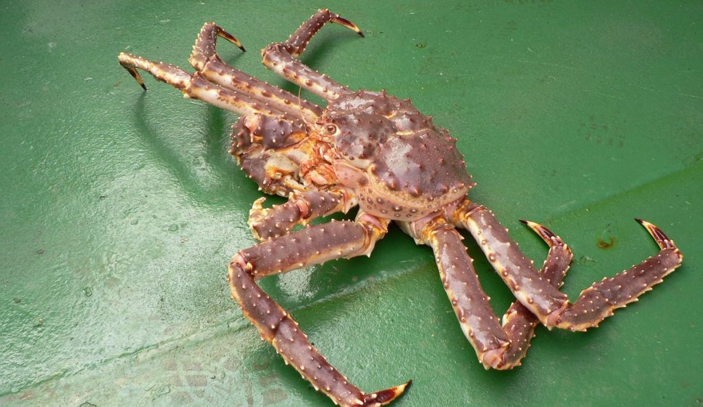 The Norwegian Monster Crab