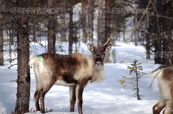 Bridges for Reindeer in Sweden and Moose in Norway Save Lives for Animals as Well as Humans