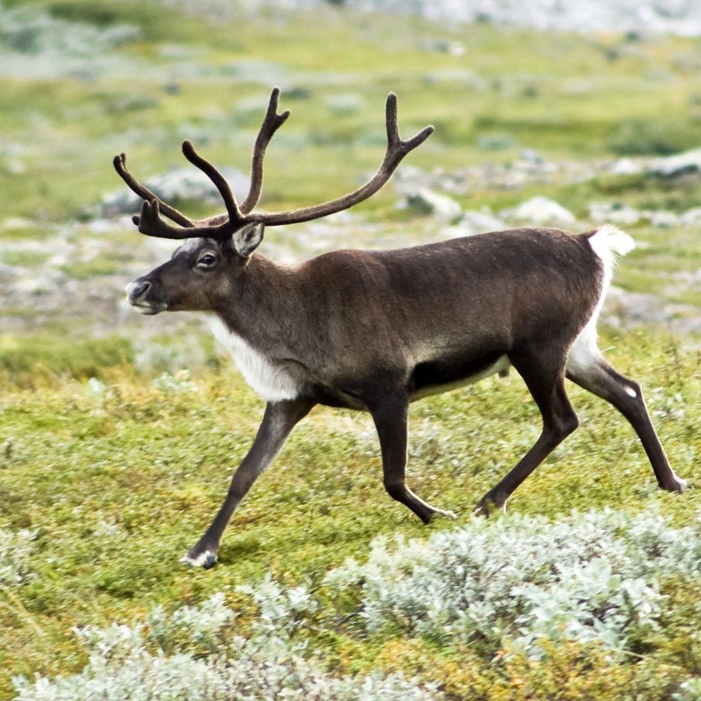 Bridges for Reindeer in Sweden and Moose in Norway Save Lives for Animals as Well as Humans 