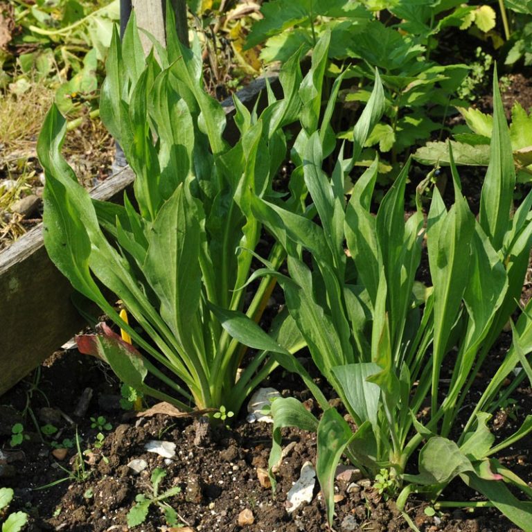 Scandinavian Poor Man’s Asparagus