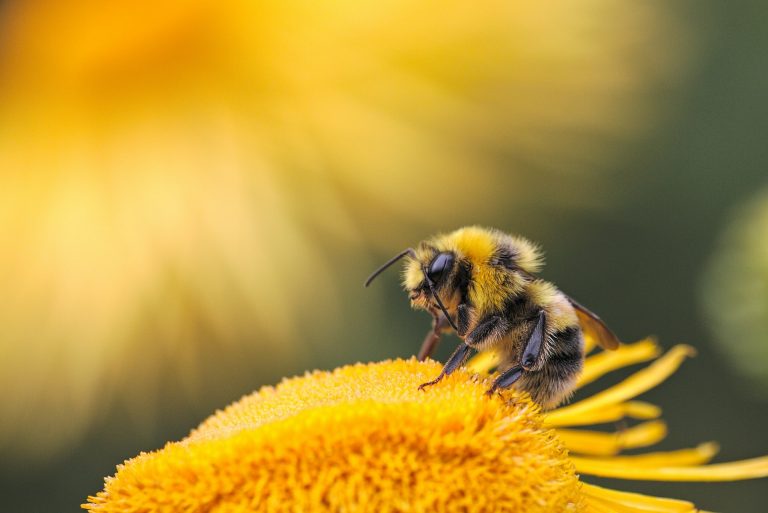 How To Use A Historical Scandinavian Favorite: Honey