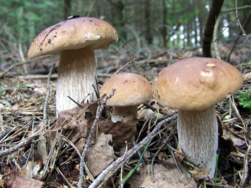 Scandinavian mushrooms