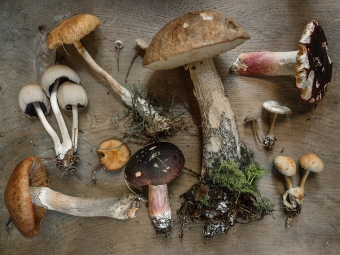Scandinavian mushrooms