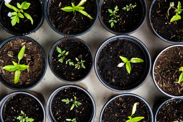 Scandinavian Herbs