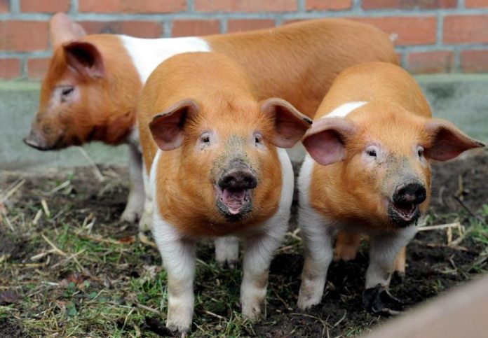 The Fascinating Story of the Danish Protest Pigs