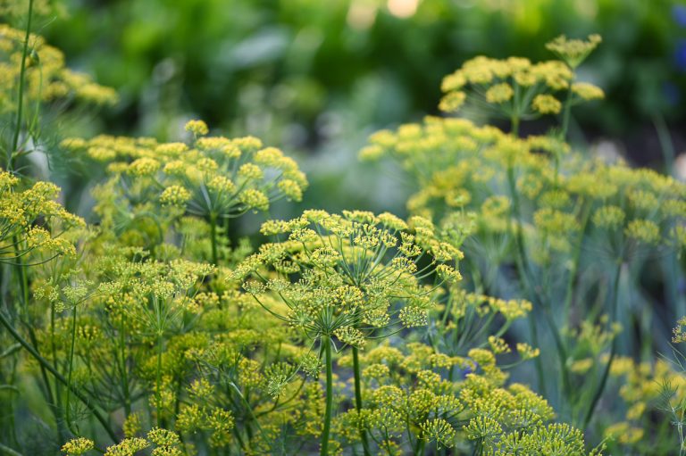 Scandinavian Dill