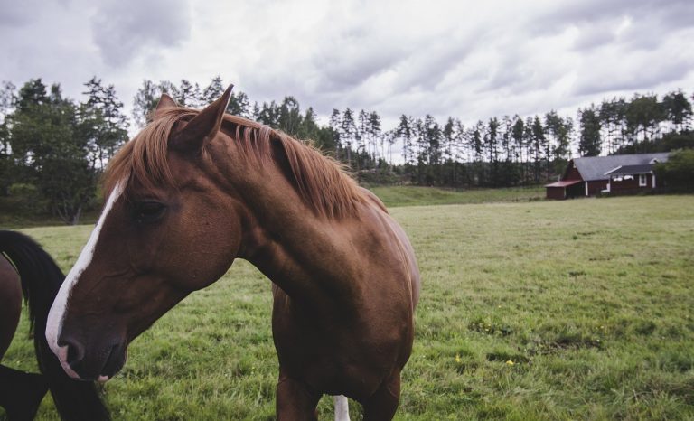 The Fascinating History of Scandinavian Horses