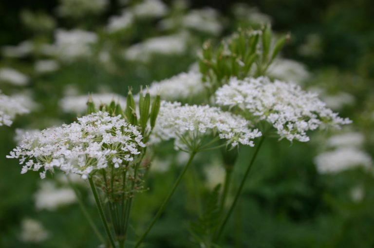 Chervil in Scandinavia