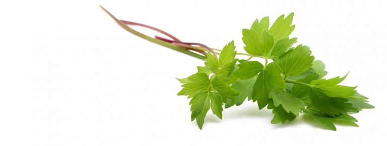 Scandinavian Lovage