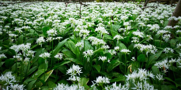 Scandinavian Ramsons