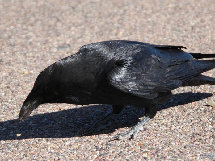 Crows ‘Paid’ to Pick Up Cigarette Litter in Sweden