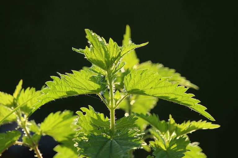 Scandinavian Nettles