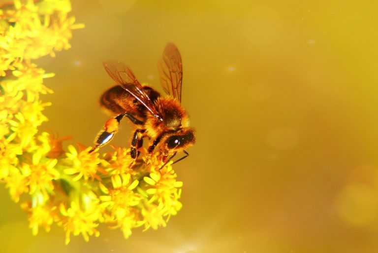 Why There Is No Plan B for Sweden’s Bee Population