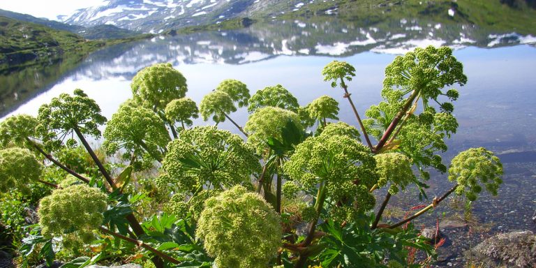 More Herbs From Scandinavia – Angelica