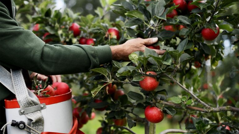 Apples From Scandinavia