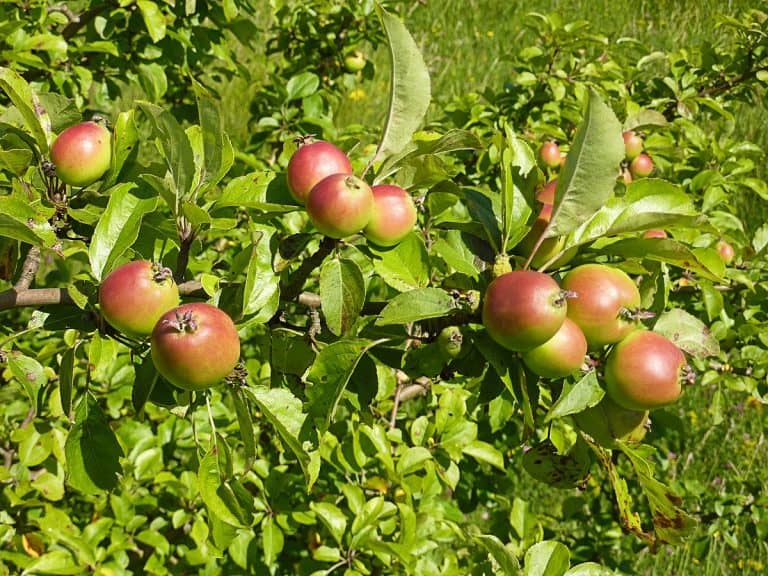 Scandinavian Crab Apple