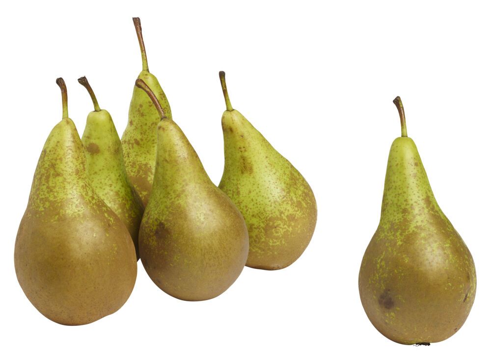, the pears we grow are the same as the rest of Europe