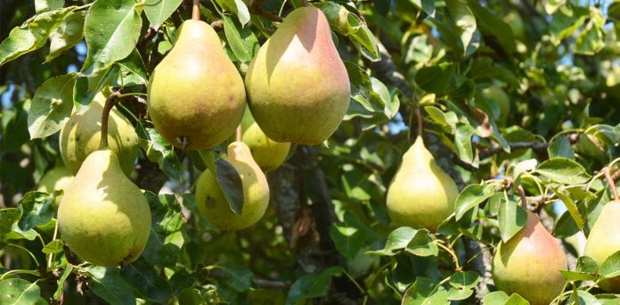 Scandinavian pear