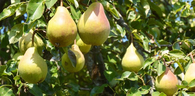 Scandinavian Pear
