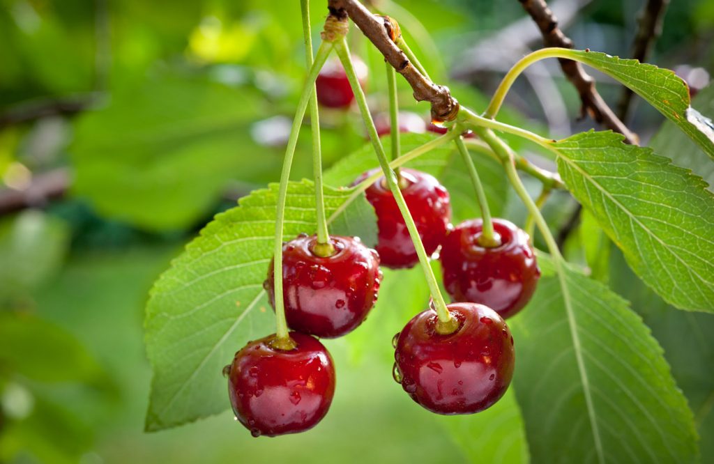 Scandinavian cherry