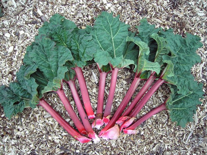 Scandinavian Rhubarb